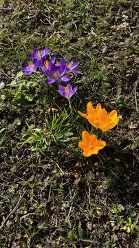 Crocuses. Spring multi-colored purple and yellow crocus flowers on the lawn. Stock Photos