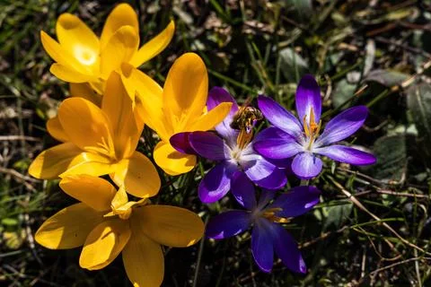 Crocuses. Spring multi-colored purple and yellow crocus flowers on the lawn. Stock Photos