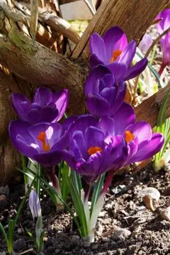 Crocuses in spring Stock Photos