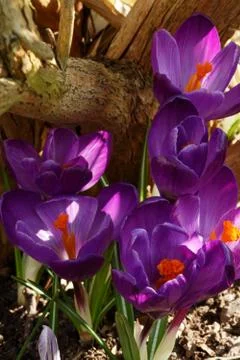 Crocuses in spring Stock Photos