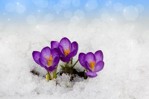 Crocuses in spring Stock Photos