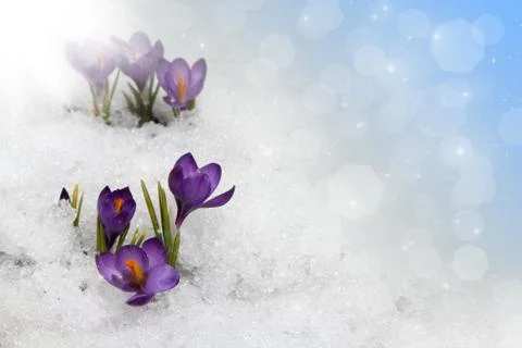 Crocuses in spring Stock Photos