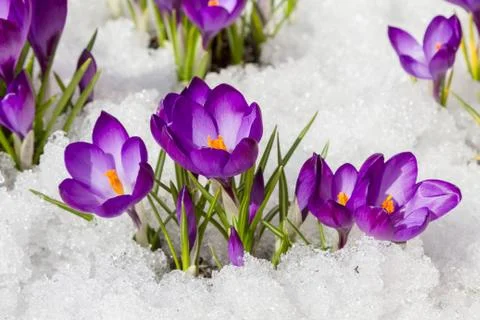 Crocuses in spring Stock Photos
