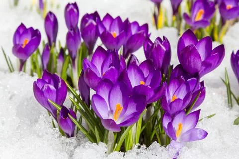 Crocuses in spring Stock Photos