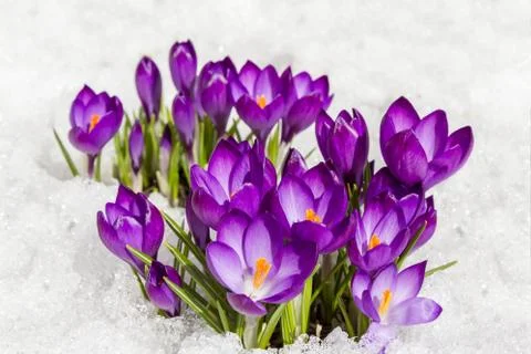 Crocuses in spring Stock Photos