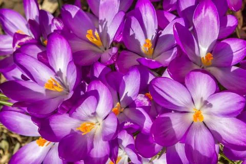Crocuses in spring Stock Photos