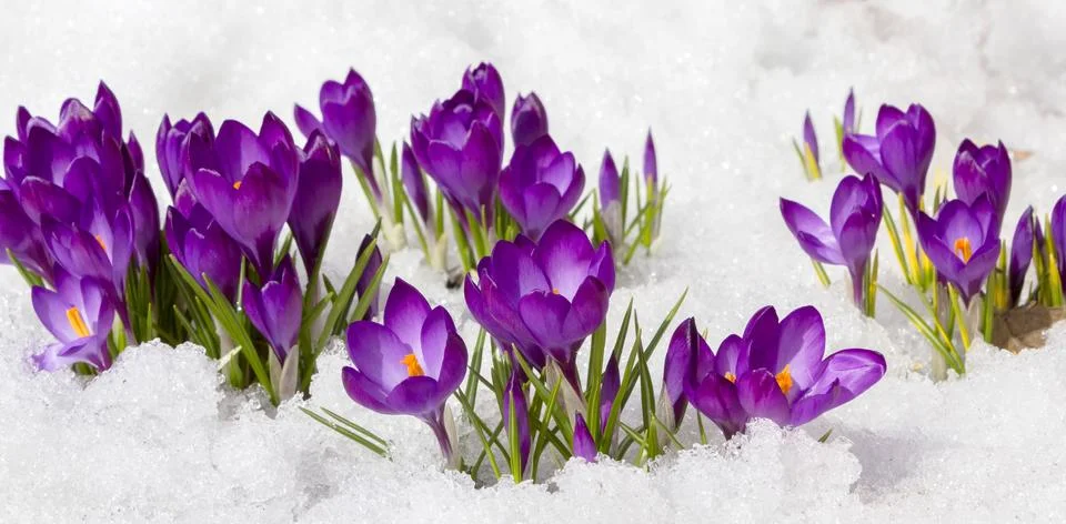 Crocuses in spring Stock Photos