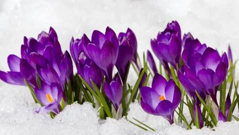 Crocuses in spring Stock Photos