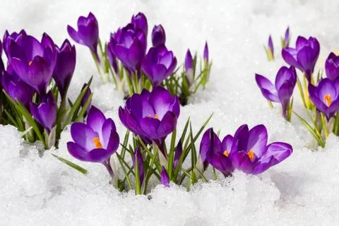 Crocuses in spring Stock Photos