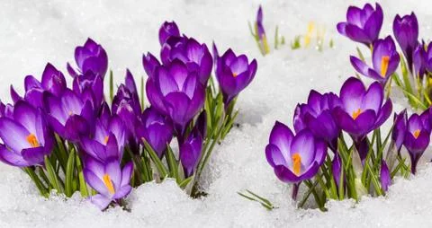 Crocuses in spring Stock Photos