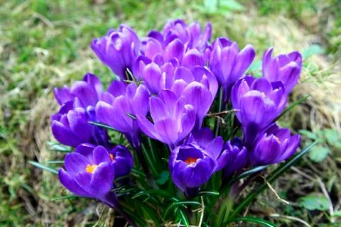 Crocuses in Spring Stock Photos