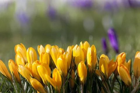 Crocuses in spring time in garden Stock Photos