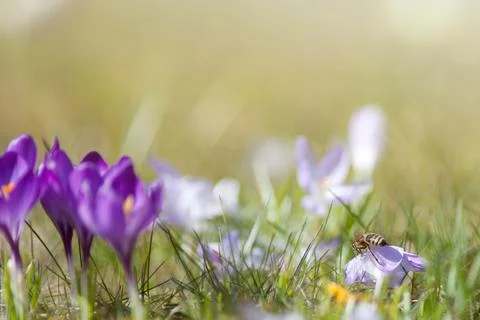 Crocuses in spring time in garden Stock Photos
