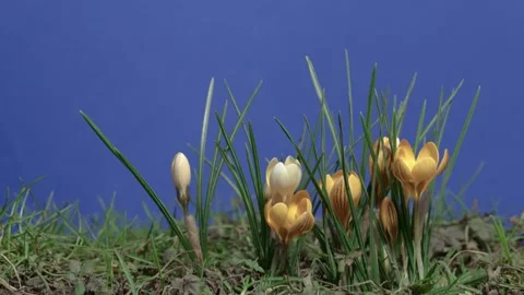 Crocuses in spring, time lapse, blue screen Stock Footage 232263584
