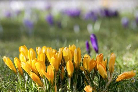Crocuses in spring time with soft beautiful background Stock Photos