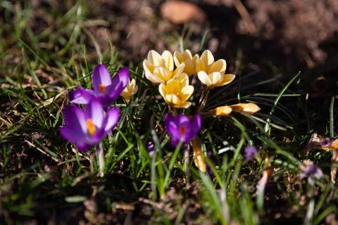 Crocuses in spring time with soft beautiful background Stock Photos