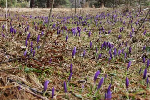 Crocuses sprout in the spring in a pine forest Stock Photos