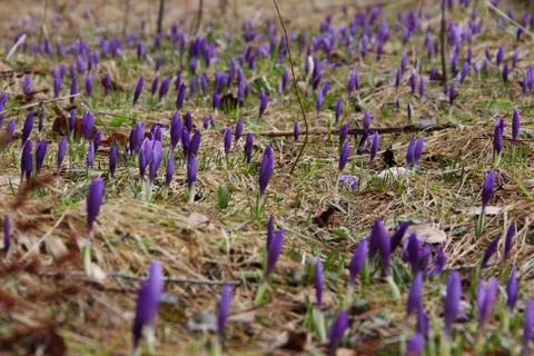 Crocuses sprout in the spring in a pine forest Stock Photos