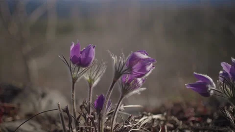 Crocuses in the sun - Slow motion Stock Footage 194976010