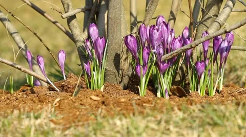 Crocuses on sunny day in springtime Video stock 61330624