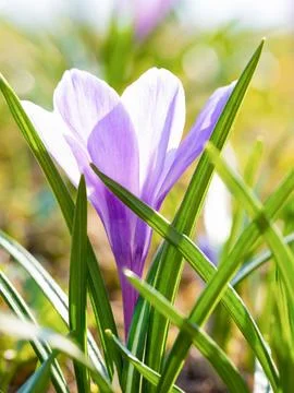 Crocuses in a Sunny meadow. Bright spring background. Stock Photos