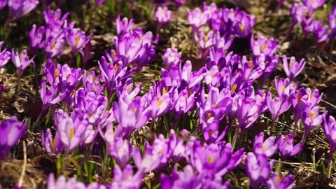 Crocuses in the Tatra Valley Stock Footage 171800877