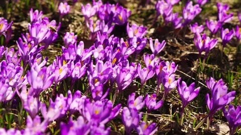 Crocuses in the Tatra Valley Stock Footage 171800909