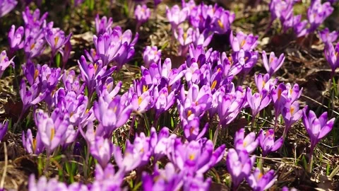 Crocuses in the Tatra Valley Stock Footage 171800970