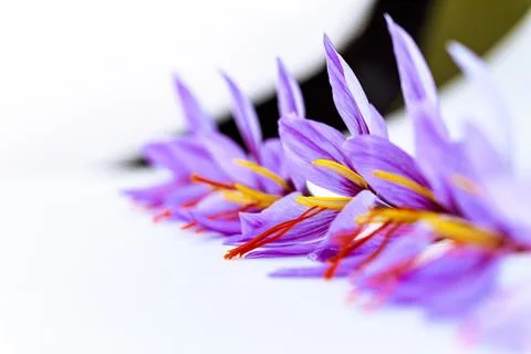 Crocuses with three saffron stamens close up laid out in a row on a white Stock Photos