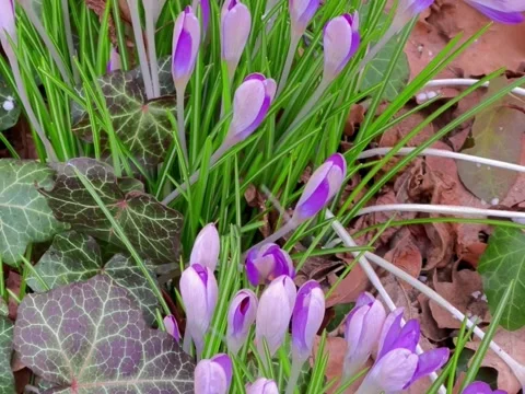 Crocuses under the snow Video stock 235937429