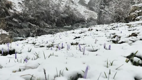 Crocuses under the snow.Spring nature in the Alpine mountains Stock Footage 260559765