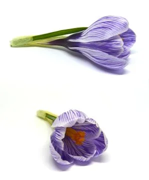 Crocuses on a white background Stock Photos
