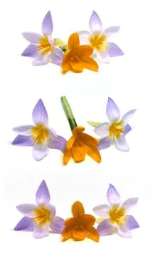 Crocuses on a white background Stock-Fotos