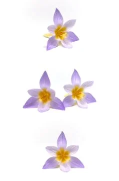 Crocuses on a white background Stock Photos