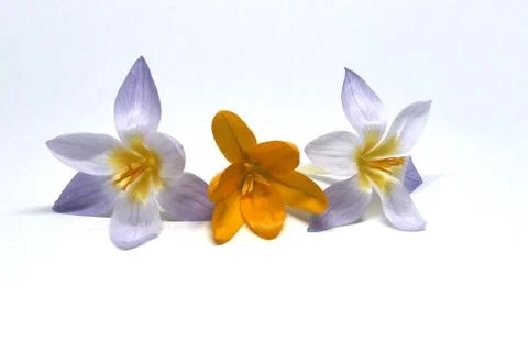 Crocuses on a white background Stock Photos