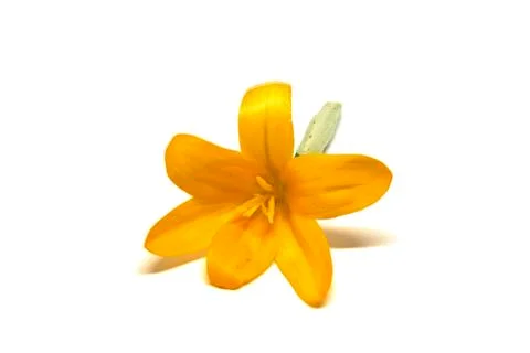 Crocuses on a white background Stock Photos