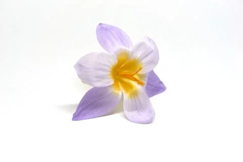 Crocuses on a white background Stock Photos
