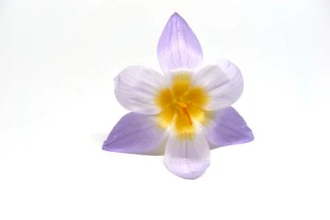 Crocuses on a white background Stock Photos