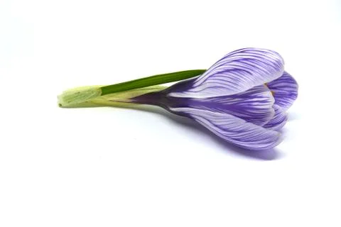 Crocuses on a white background Stock Photos