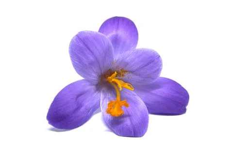 Crocuses on a white background Stock-Fotos