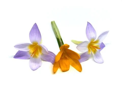 Crocuses on a white background Stock Photos