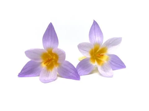 Crocuses on a white background Stock Photos
