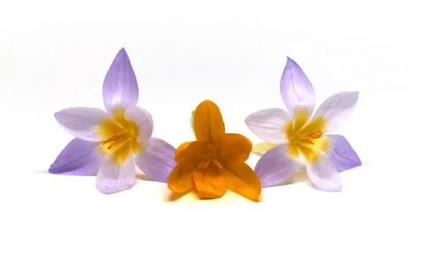 Crocuses on a white background Stock Photos