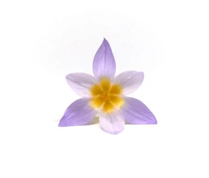 Crocuses on a white background Foto stock