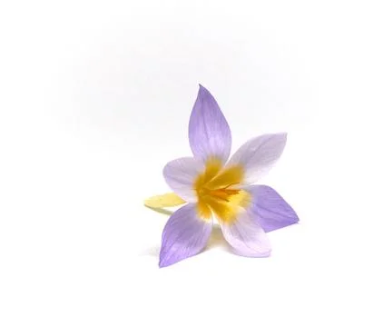 Crocuses on a white background Stock Photos