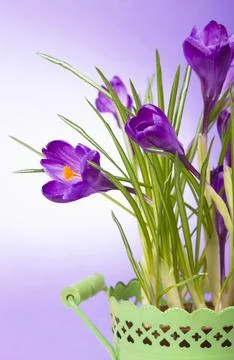 Crocuses . yellow tulips. bright spring flowers on wooden background Stock Photos
