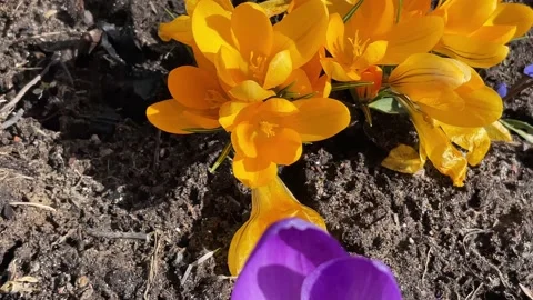 Crocuses5 Stock Footage 179114142