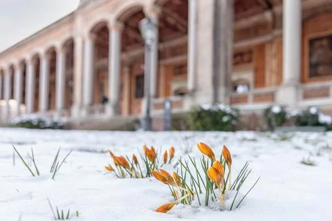 Crocusse Looking for Spring. Germany. Stock Photos