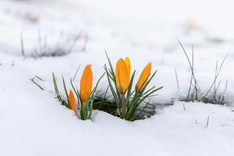 Crocusse Looking for Spring. Germany. Stock Photos