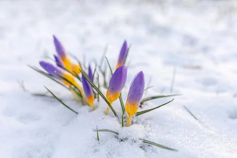 Crocusse Looking for Spring. Germany. Stock Photos